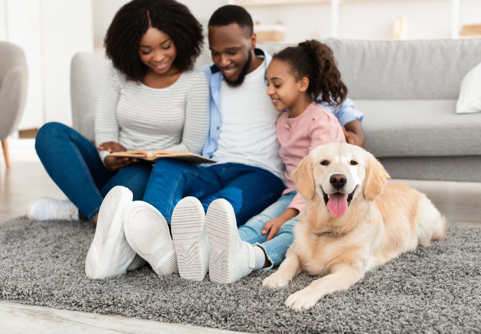 Creating A Photo Album For Your Pet